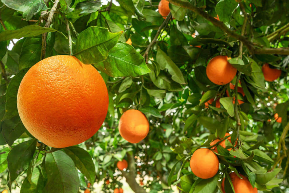 Fertilizer Efficiency