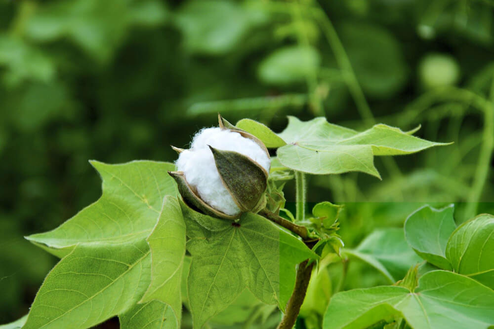 Fertilizer Efficiency1