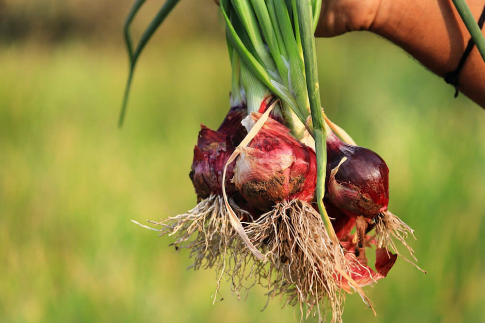 Promotes Root Development