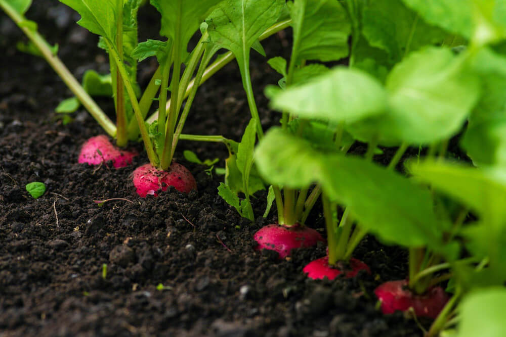 Promotes Root Development1