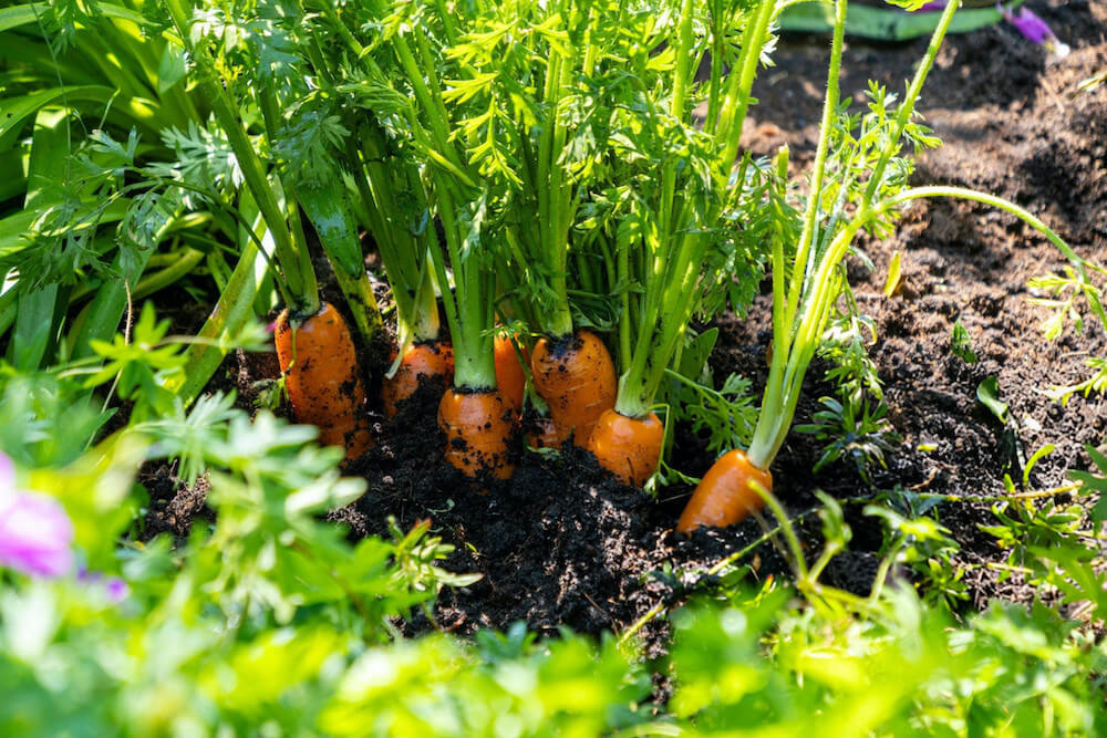 Promotes Root Development2