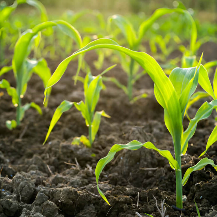 restore soil (1) restore soil (1)